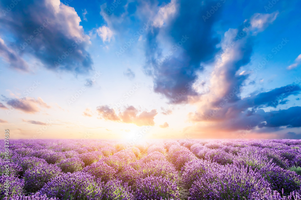 Lavender flower field at sunset