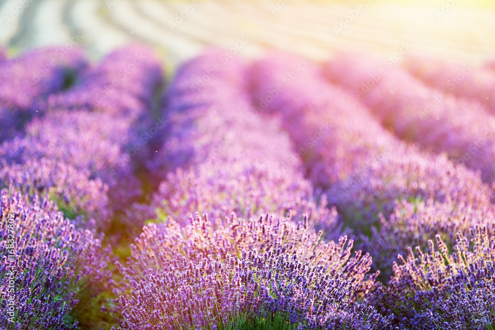 Lavender flower field at sunset.