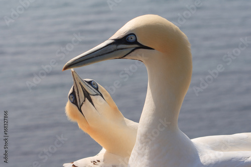 northern gannets, morus bassanus, photo