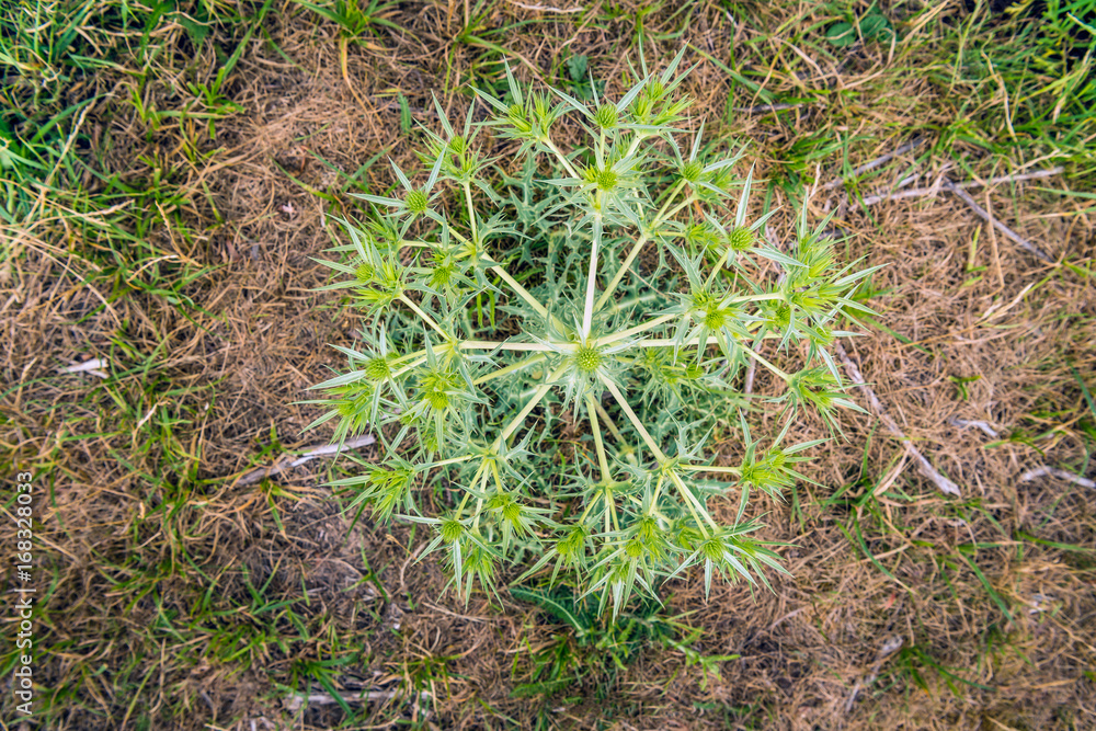 Large field eryngo plant growing in the wild nature from close Large field eryngo plant growing in the wild nature from close