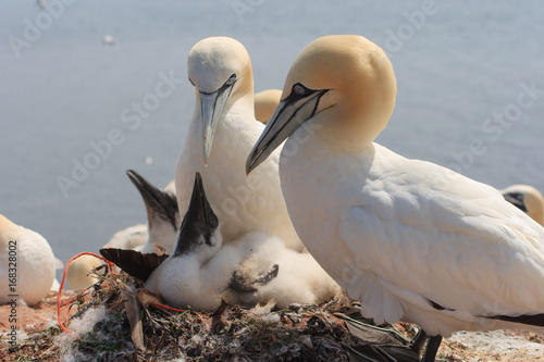 northern gannets, morus bassanus, photo