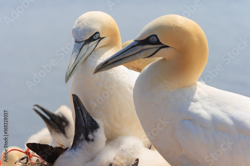 northern gannets, morus bassanus,