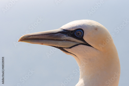 northern gannets, morus bassanus, photo