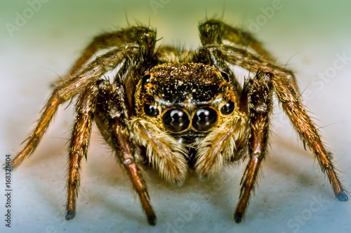 Jumper Spider