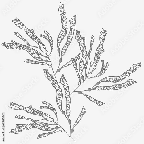 Kelp sea weed 3d with realistic shadow perforated