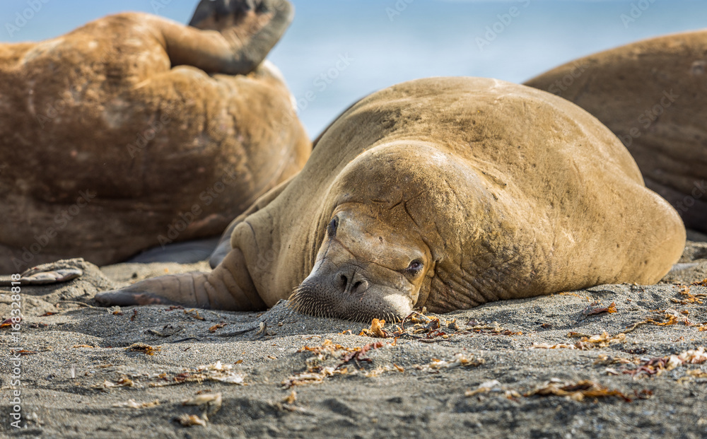 Fototapeta premium Walrus relaxing on a beach in Svalbard