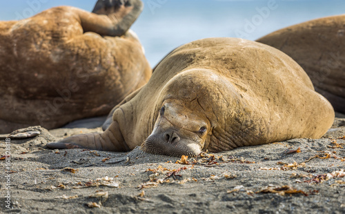 Walrus relaxing on a beach in Svalbard