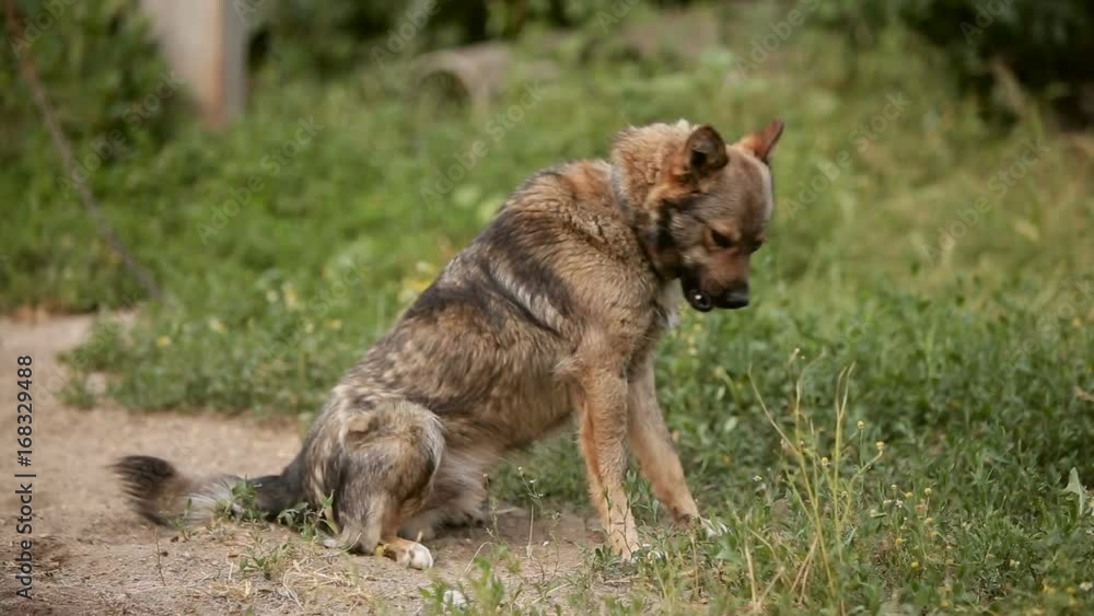 The dog sits on a chain. Multi Breed. On the Binder. Waves his tail, looks into the camera. Portrait. The dog sits on a chain. Multi Breed. On the Binder. Waves his tail, looks into the camera. Portrait.