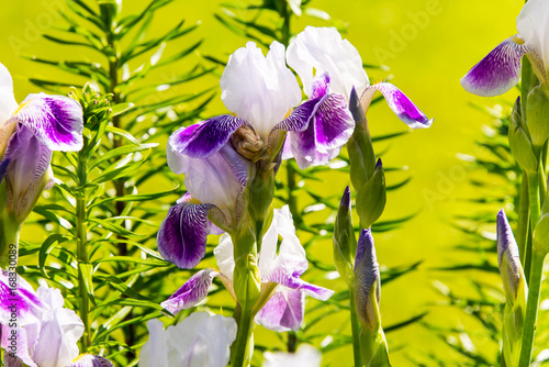 Fototapeta Naklejka Na Ścianę i Meble -  Iris, summer mood
