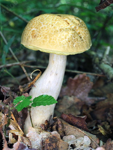 champignon des bois : cêpe