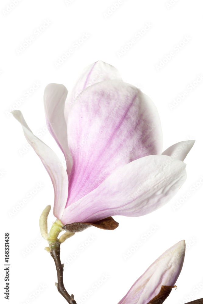 Fototapeta premium Magnolia flower isolated on white background