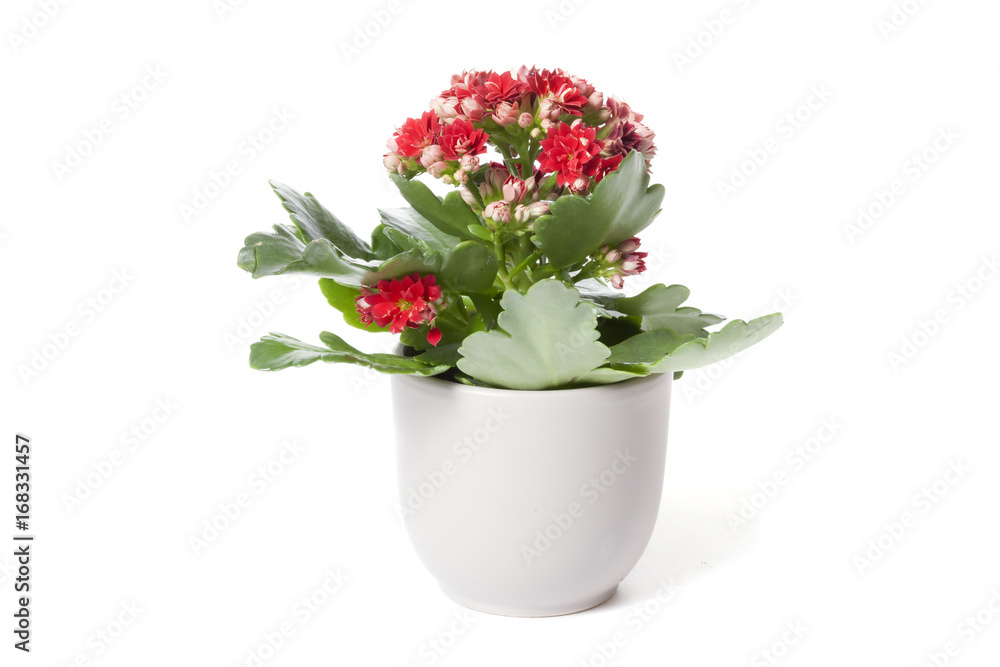 Red kalanchoe in flower pot isolated on white background