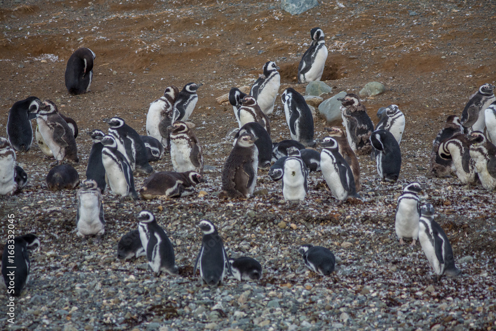 Obraz premium Wild Penguin, Isla Magdalena, Punta Arenas, Chile, Patagonia