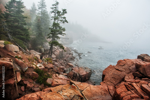 Coast of the Atlantic Ocean in the fog. Rocky beach with coniferous trees on the cliffs. Acadia National Park. Maine. USA. 
