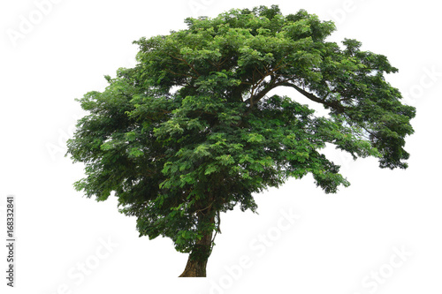 Wallpaper Mural Tree isolated on white background Torontodigital.ca
