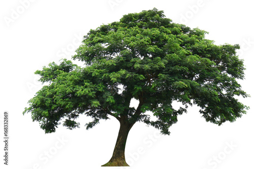 Wallpaper Mural Tree isolated on white background Torontodigital.ca