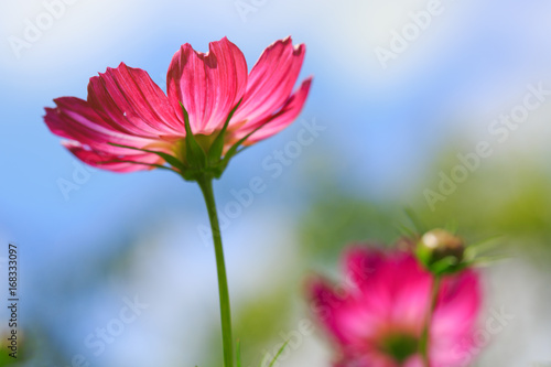 Pink cosmos flower isolated on blue sky. © Swetlana Wall