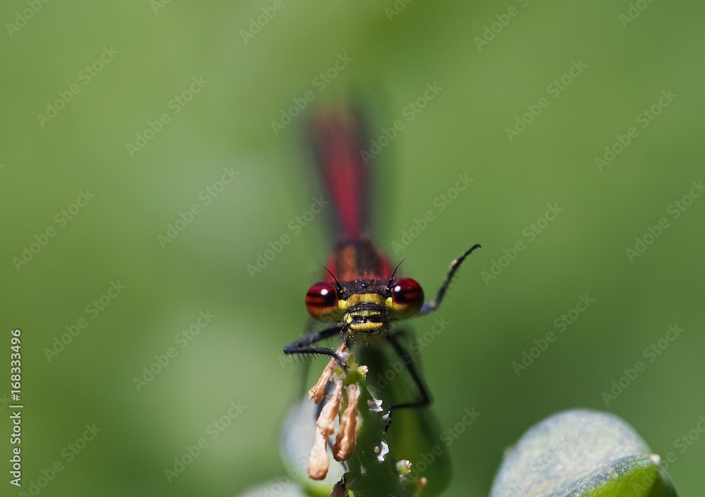 Fototapeta premium Frühe Adonislibelle (Frühe Adonisjungfer) winkt und schaut frontal in die Kamera