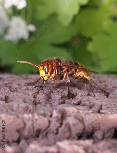 Hornisse (vespa crabro) sitzend - Makro, Nahaufnahme