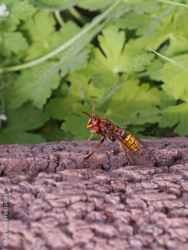 Hornisse (vespa crabro)  kurz vor dem Abflug