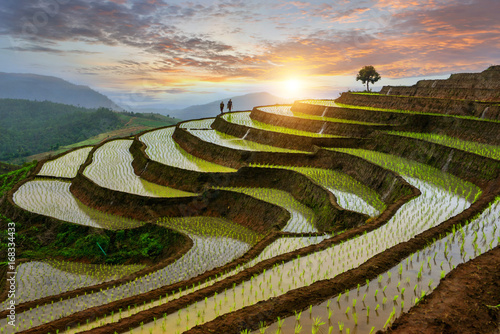 Photography Rice terrace rice field of Thailand, Pa-pong-peang rice terrace north Thailand,T