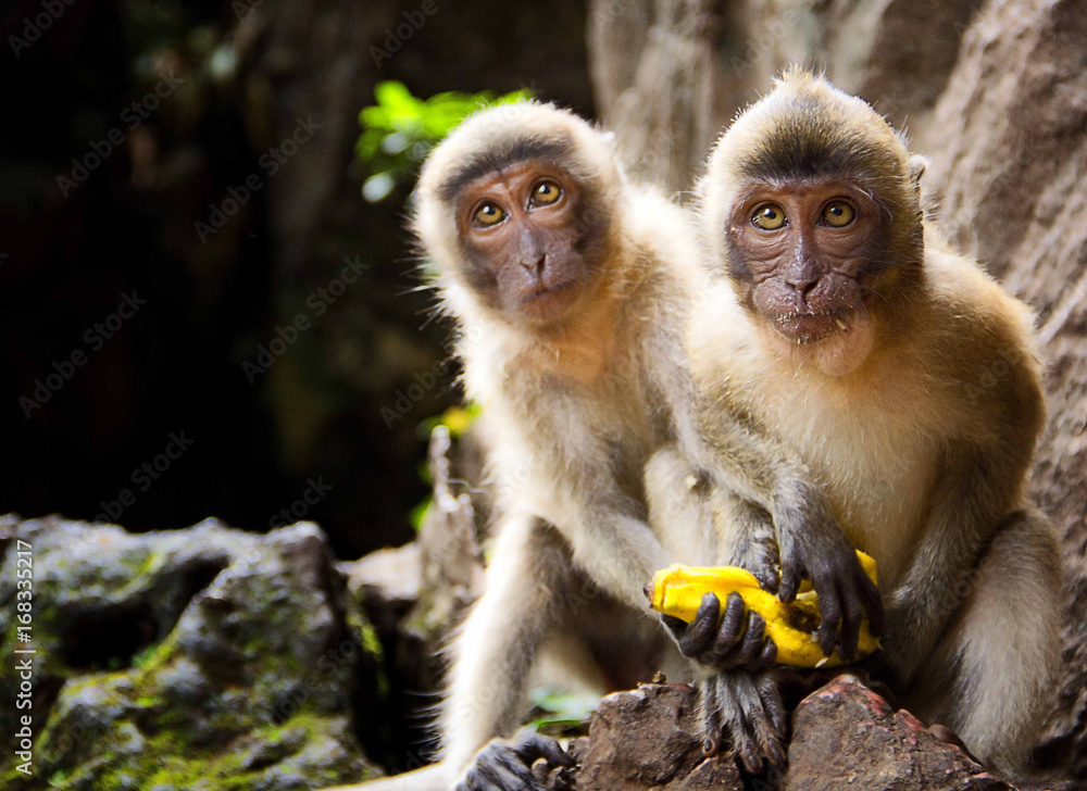 zwei Affen teilen sich eine Banane zwei Affen teilen sich eine Banane