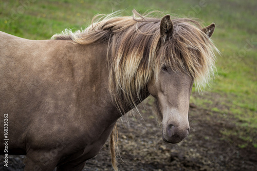 Brown Icelandic Horse