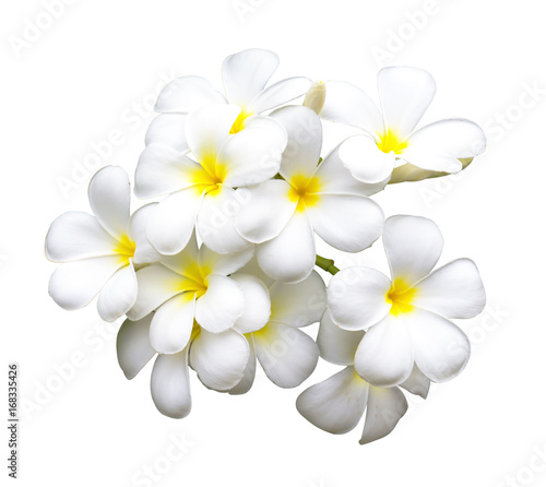 Plumeria flowers isolated on white background. This has clipping path.