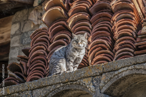 Photography Cat on the top