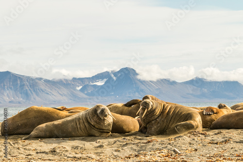 Group of walruses on Prins Karls Forland, Svalbard photo