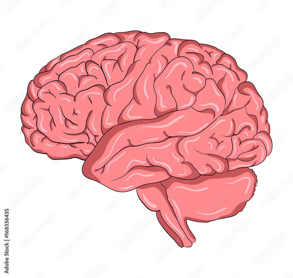 Brain Cartoon Vector Symbol Icon Design Beautiful Illustration 