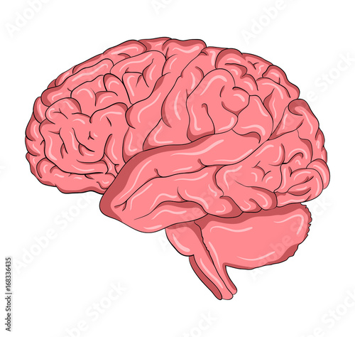 Brain cartoon  vector symbol icon design. Beautiful illustration isolated on white background