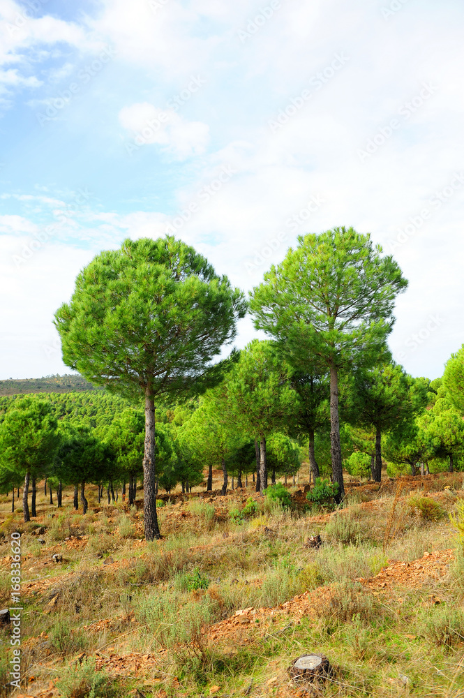 Senderismo entre pinares, Parque Natural Sierra Norte de Sevilla, España