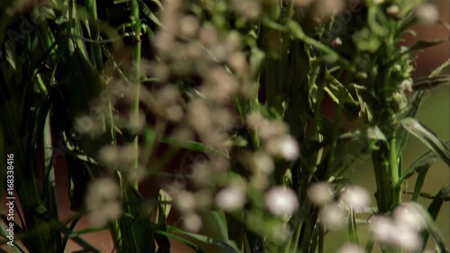 Wallpaper Mural Flowers Torontodigital.ca