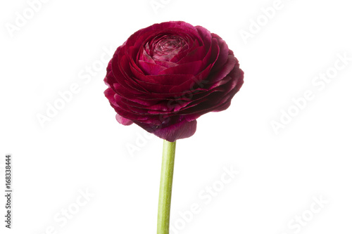 Fototapeta Naklejka Na Ścianę i Meble -  Red persian buttercup flower isolated on white background