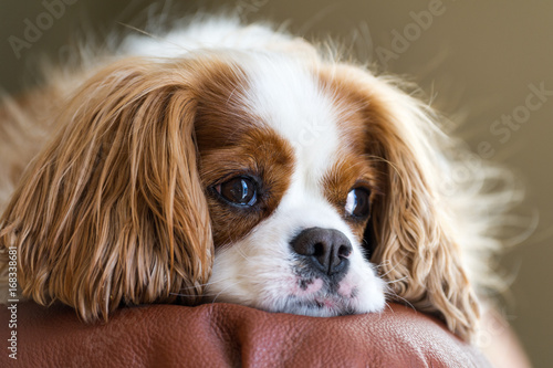 Photography Cavalier King Charles Spaniel with a wistful look