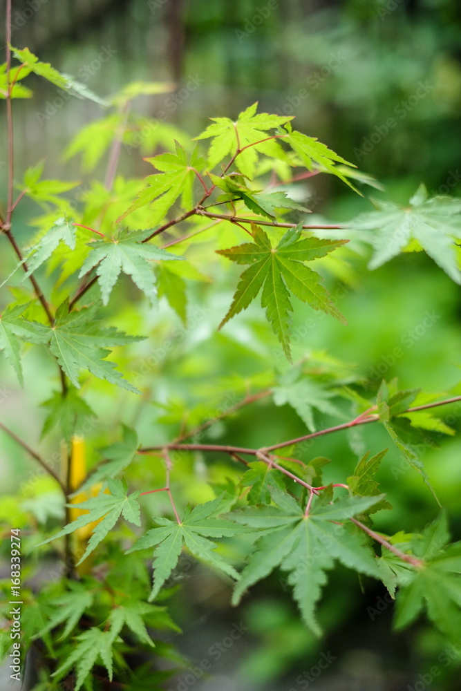 The young green leaves of japanese maple tree. Shallow depth of field The young green leaves of japanese maple tree. Shallow depth of field