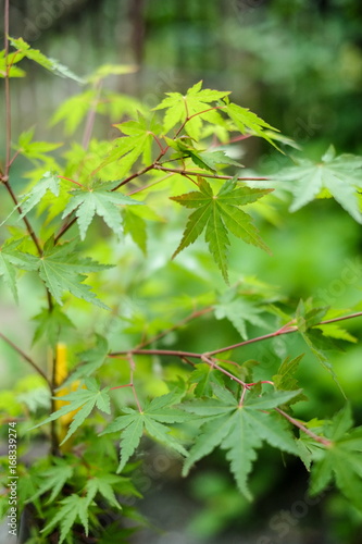 The young green leaves of japanese maple tree. Shallow depth of field
