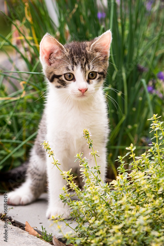 Tabby kitten with white chest and paws in behind thyme plant