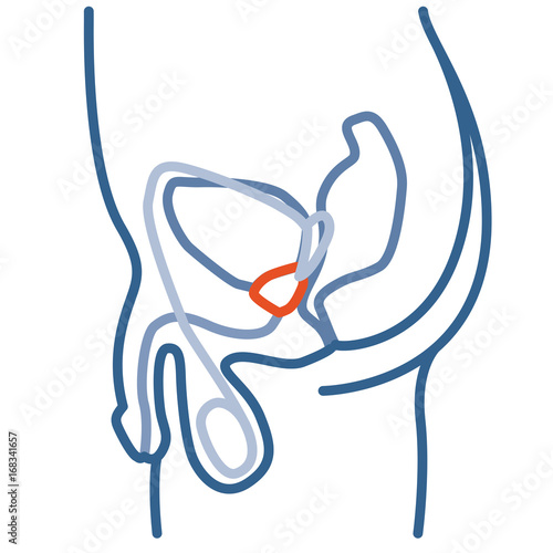 Median section of Male Pelvis with reproductive system, prostate gland and some other internal organs. Thin line linear illustration.
