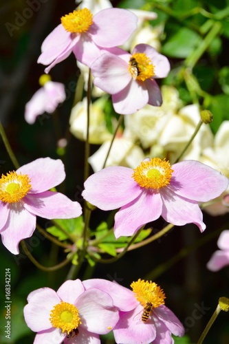 Blumen im Sp  tsommer - Herbstanemone