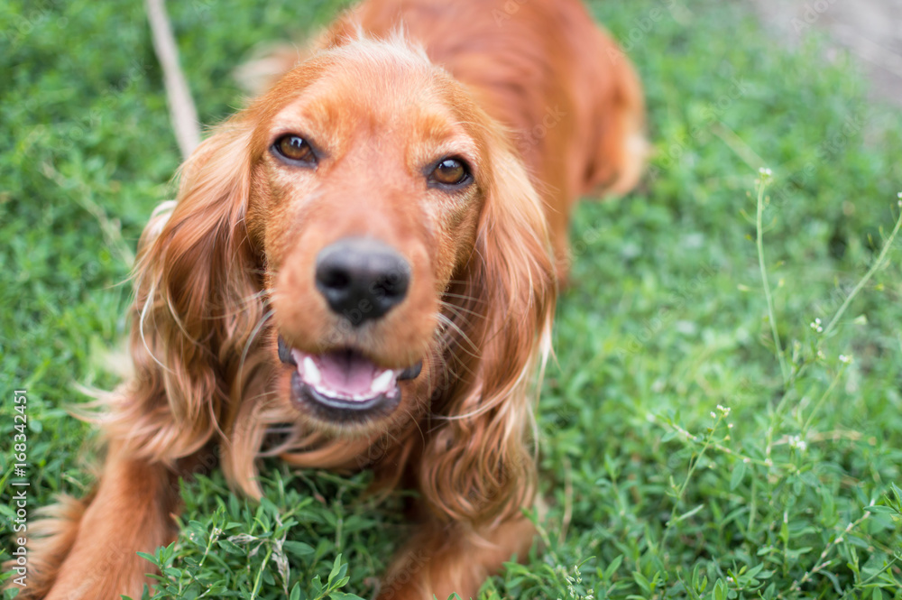 Brown dog in the grass