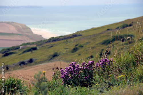 Flore en haut du cap blanc nez 