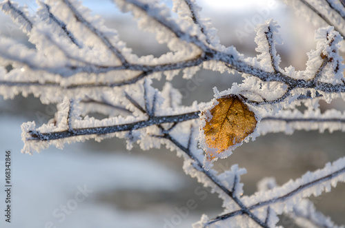 Frozen trees in ice