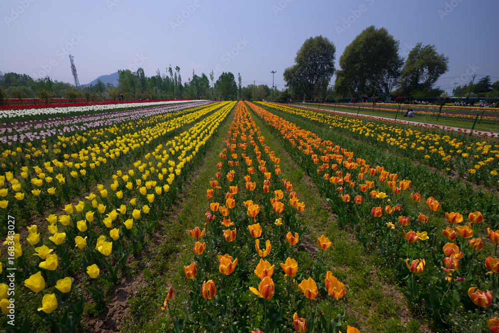 tulip garden in srinagar,kashmir