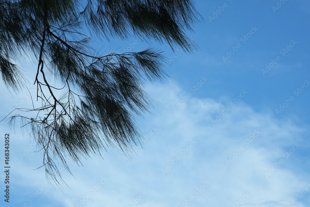 Obraz premium Pine leaves,wind and bright sky on a beach holiday