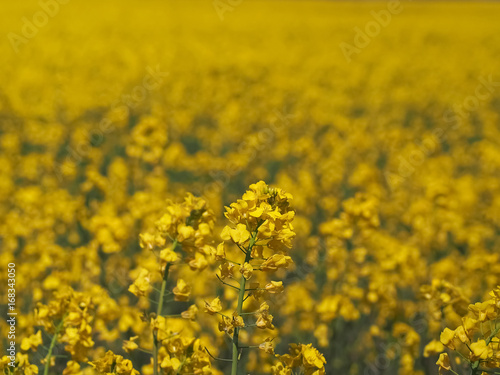 rape field on a nice summer day, rapeseed (brassica napus)