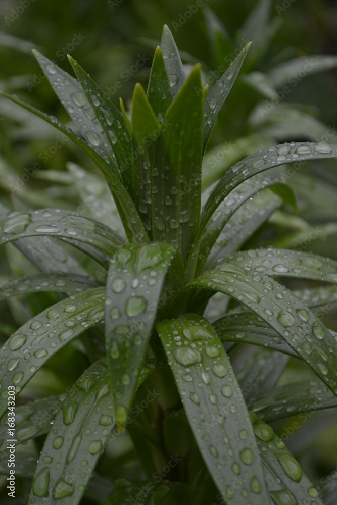 Fototapeta premium Green grass after rain