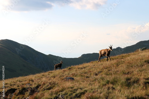 Chamois on the Hill © solo