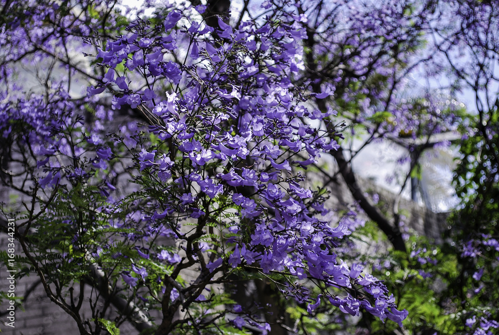 Jacaranda tree in peak bloom, Sydney suburb Jacaranda tree in peak bloom, Sydney suburb